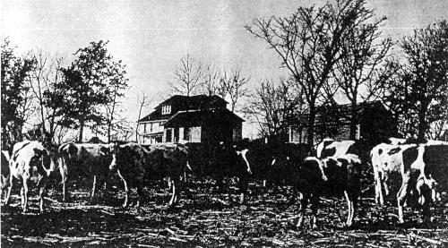 Dr. Henry Fischer's prize-winning Holstein cattle at Mudcura.