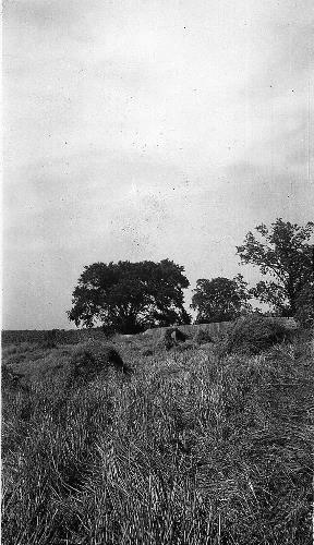 Shocking grain on William Bongard farm - 1947