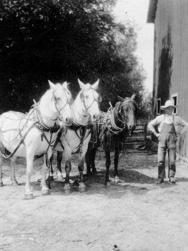 Paul Klein with work horses - circa 1920's