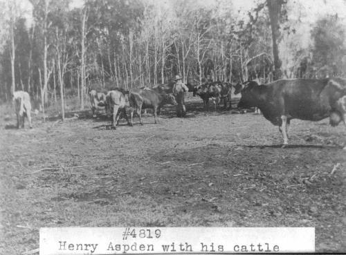 Henry Aspden with his cattle. Photograph courtesy of Carver County Historical Society.