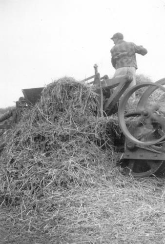 Edwin Kerber loading the baler in the 1940's.