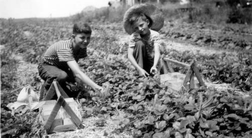 L.G. Lawson 10 acre berry farm -  circa unknown