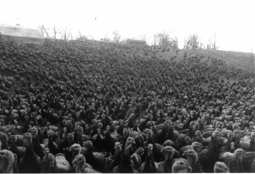 Lyman turkey farm on Galpin Boulevard - circa late 1940's