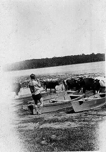 Cows in the water and rental boats at Lake Ann - August 1930