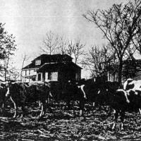 Dr. Henry Fischer's prize-winning Holstein cattle at Mudcura.