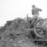 Edwin Kerber loading the baler in the 1940's.