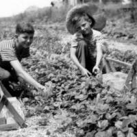 L.G. Lawson 10 acre berry farm -  circa unknown