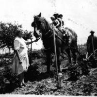 Appolonia "Franie" (Heibel) Vogel with kids on a horse working on the farm - circa unknown