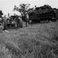 Threshing on William Bongard farm - 1947